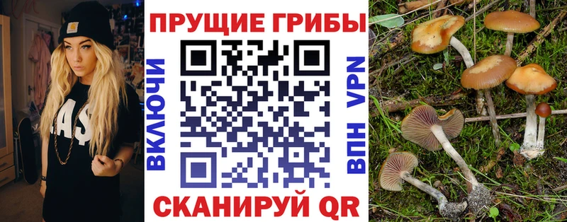 площадка формула  KRAKEN ссылка  Лагань  Галлюциногенные грибы Psilocybe 